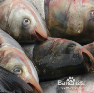 夏天吃什么鱼比较好