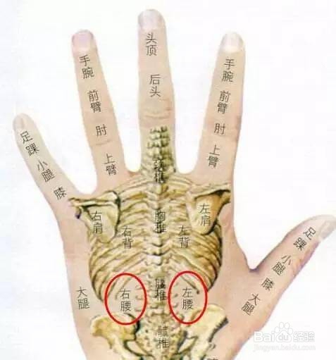 经外奇穴——腰痛点