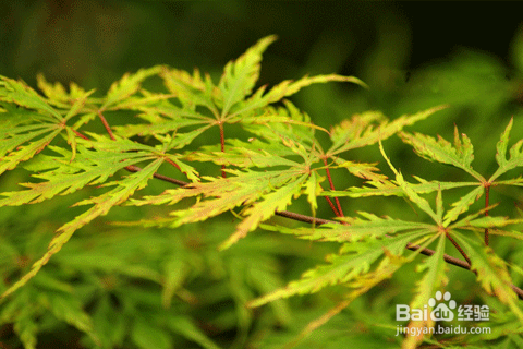 怎么样才能够网聊搭讪女生,获得女生的信任