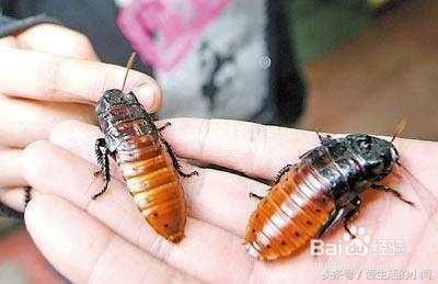 家中看见蟑螂千万不要踩！教你彻底消灭蟑螂！