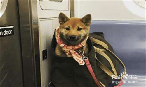 一周岁的小孩被自家的小狗咬了怎么办