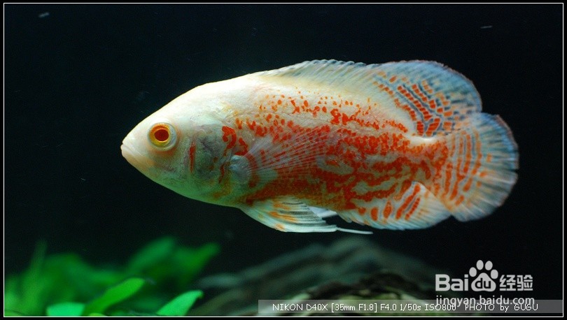 地图鱼怎样养殖养殖