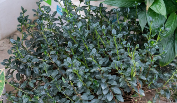 金鱼吊兰一年开几次花