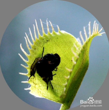 食蝇草怎么养护