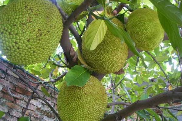 菠萝蜜种子怎么种 多久发芽