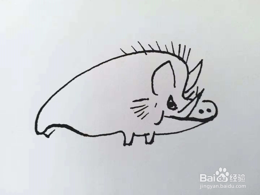 野猪的简笔画法（三）