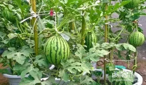 露台种了几株西瓜苗 结的瓜一个夏天都没吃完 百度经验