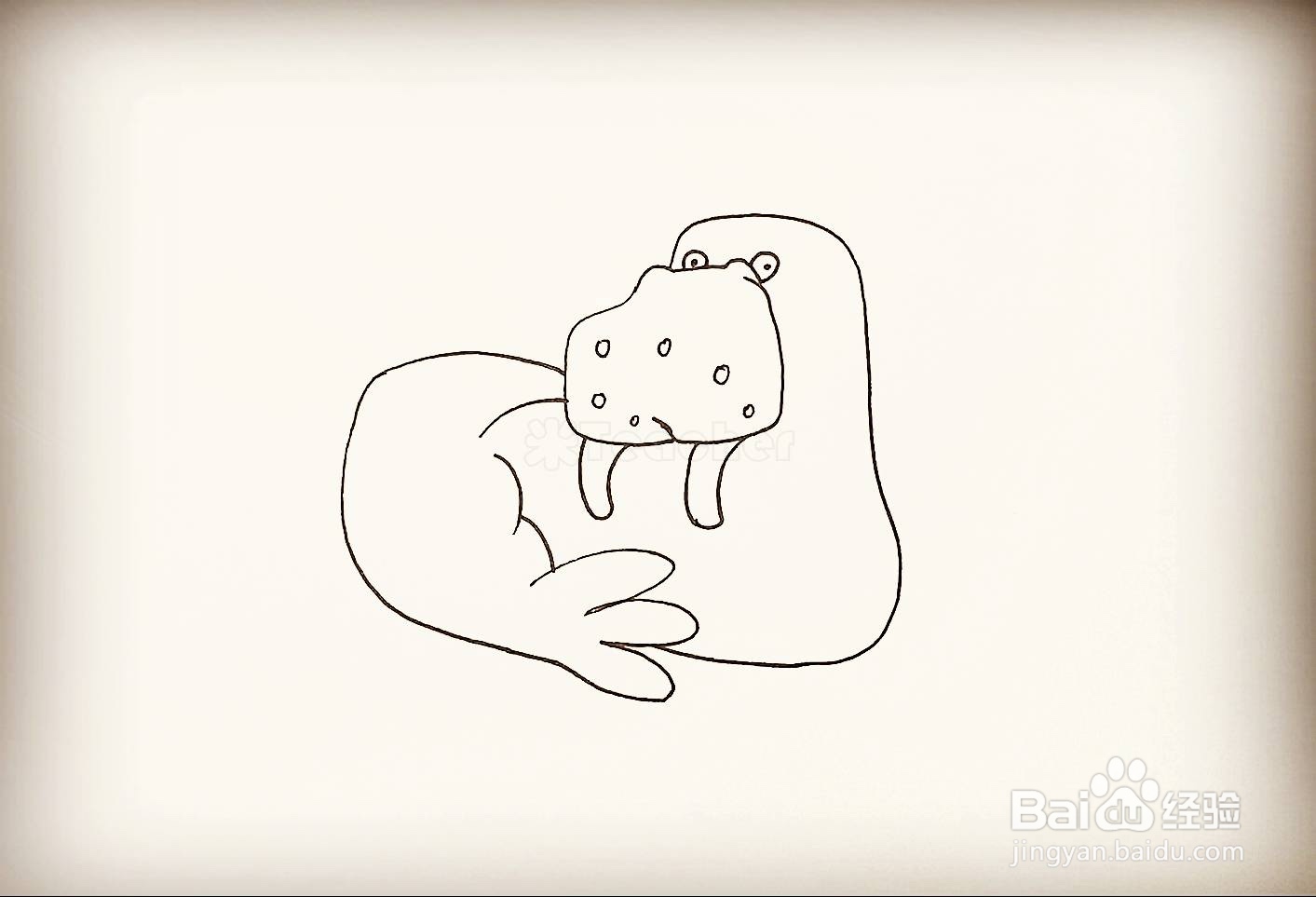 如何画一只海狮