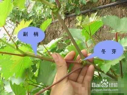 怎样促成葡萄花芽分化 百度经验