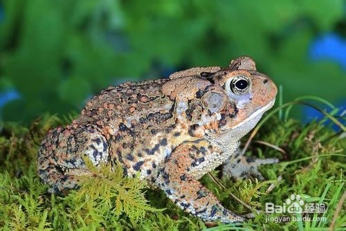 蟾蜍应该怎样养殖？