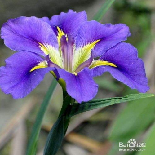 齿瓣鸢尾兰的培育方法和注意事项