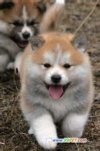 购买狗狗的注意事项