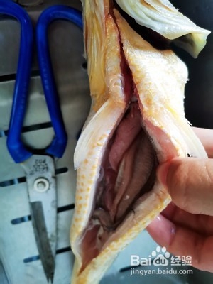 大黄花鱼去内脏图解