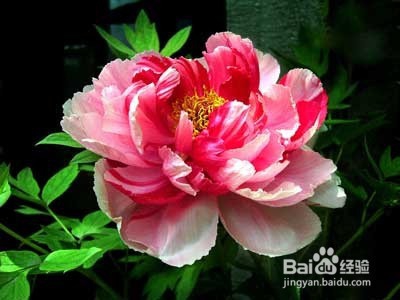 各种花茶作用大全,养颜保健美体