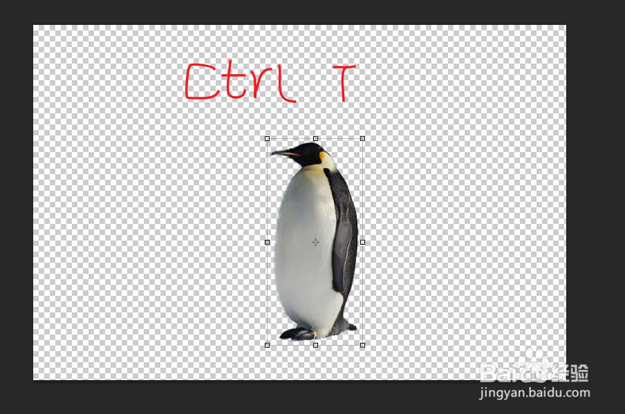 ps怎么让一只企鹅变成一排站立整齐的企鹅?