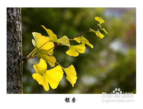 成都11月银杏观赏攻略