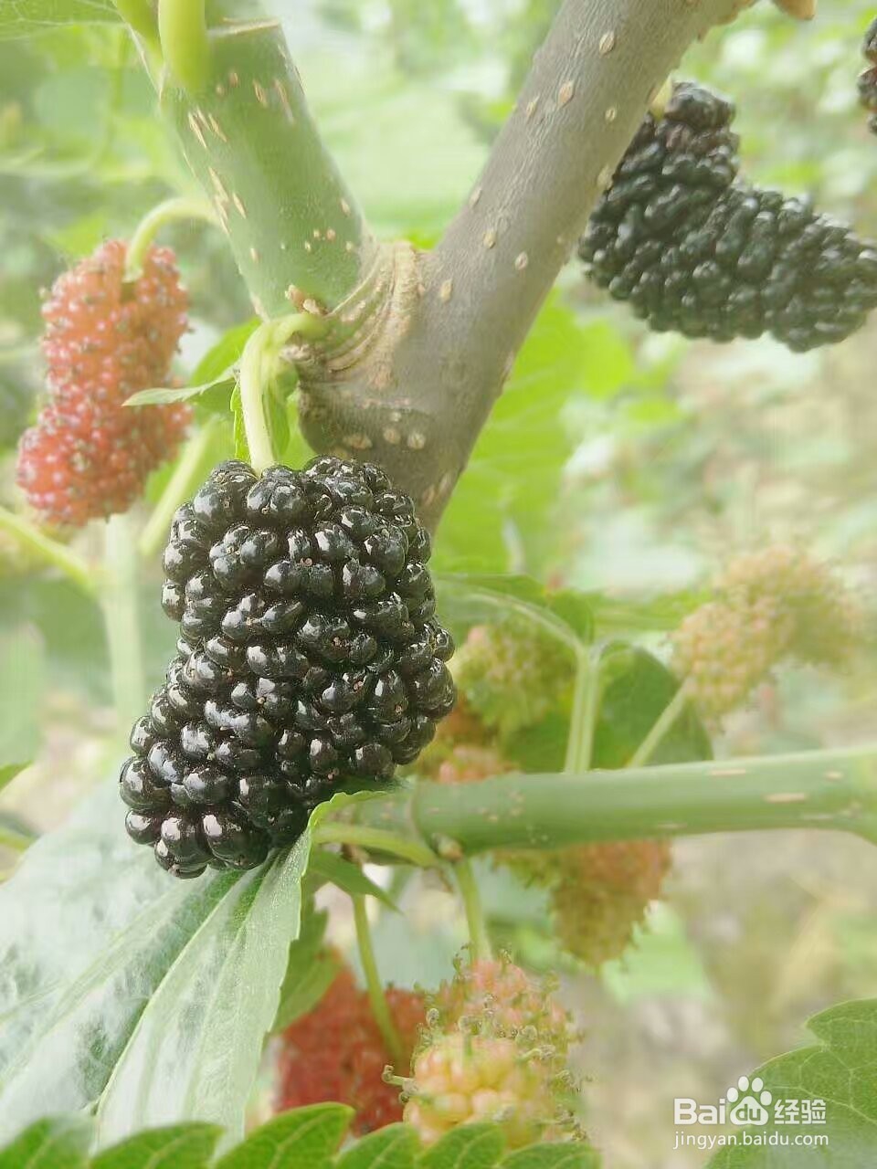 桑葚烘干机的作用,桑椹烘干机的使用