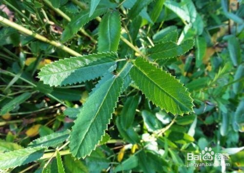 地榆的作用有哪些