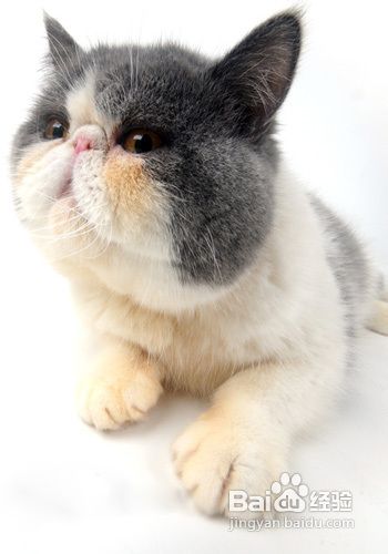 纠正猫深夜扰人的七个方法