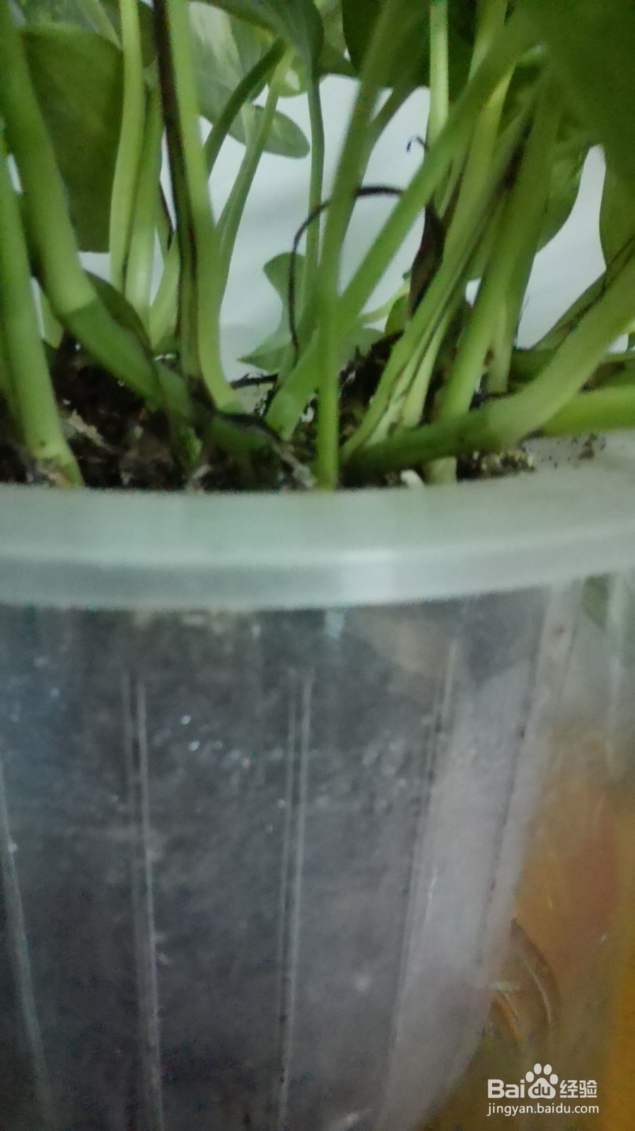 怎样做一个长期不用浇水的花盆