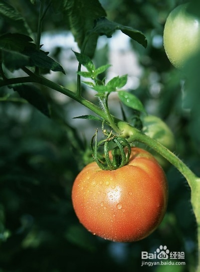 <b>和田玉厦门谈养生：[4]吃西红柿的科学</b>