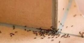 家里有蚂蚁怎么办
