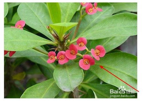 麒麟花的养殖方法和注意事项 百度经验