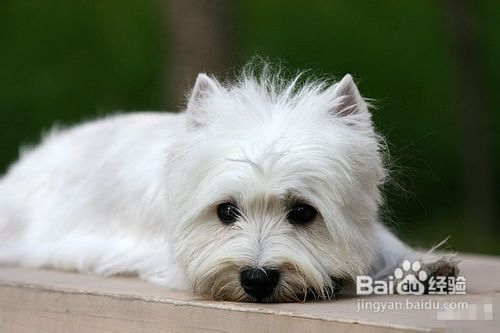 西高地白梗多少钱