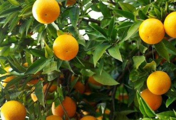 桔子树的叶子是什么样子的