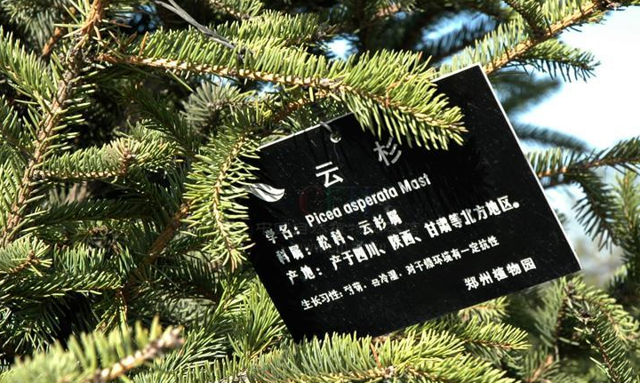 云杉树叶像什么