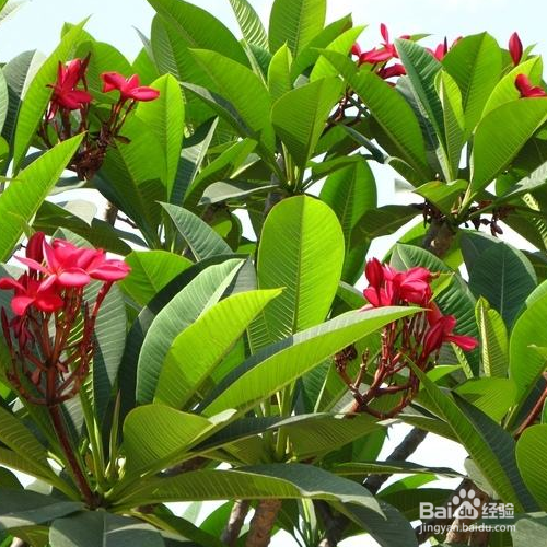 如何把红鸡蛋花养的更好?