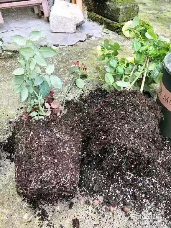 花盆里浇1勺，7天后叶绿根壮，重新爆满盆