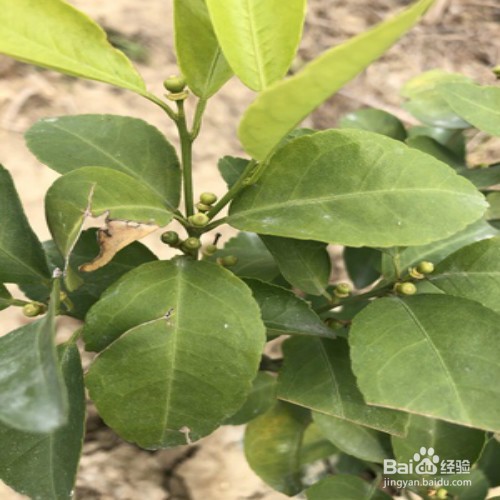 沃柑的种植和管理方法