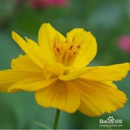 硫华菊怎么养？