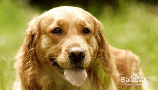 如何了解自家狗子的习性，得到汪星人的敬畏！