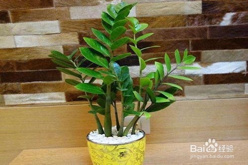 金钱树倒伏怎么办