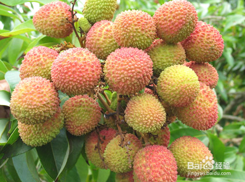 如何正确食用荔枝