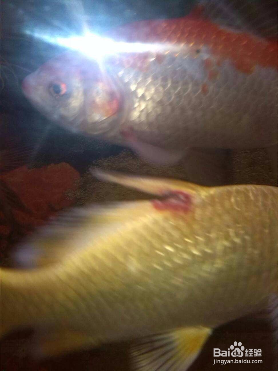 如何诊治鱼类的烂鳍病