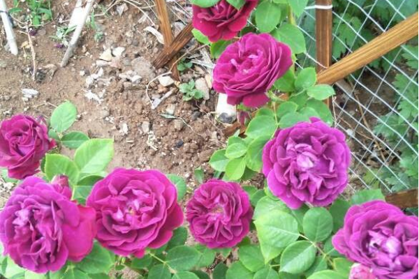 纯无刺的月季品种是什么