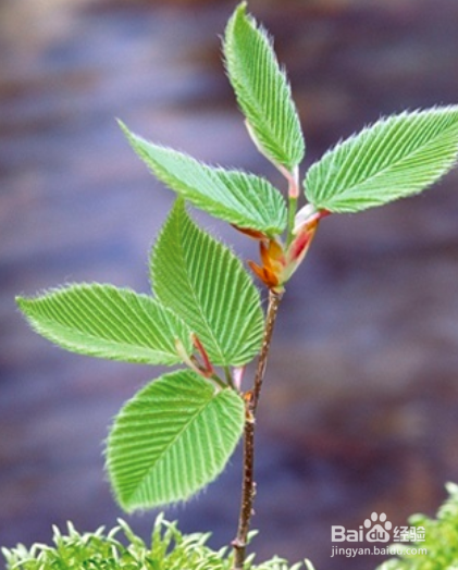 幸福树怎样插苗