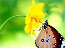 蝴蝶宝宝是怎么引起的