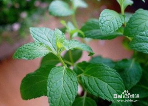 薄荷草的种植方法