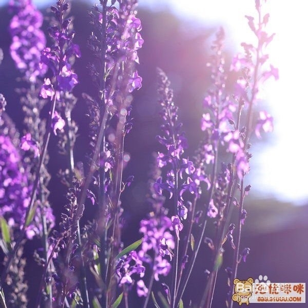 各种花的含义你都知道吗