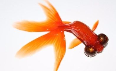 如何繁殖金鱼 百度经验