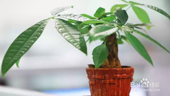 那些花卉对宠物有毒、怎么处理?(一)