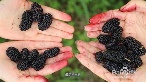桑葚怎么洗干净 桑葚怎么洗才能干净