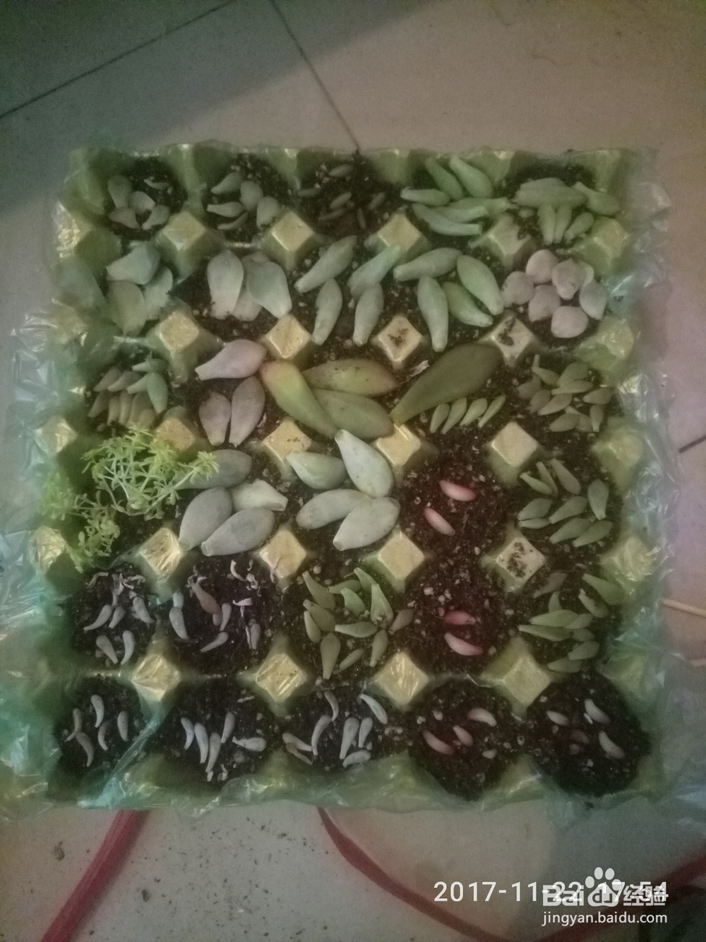 如何用鸡蛋托种多肉植物(多肉叶插)