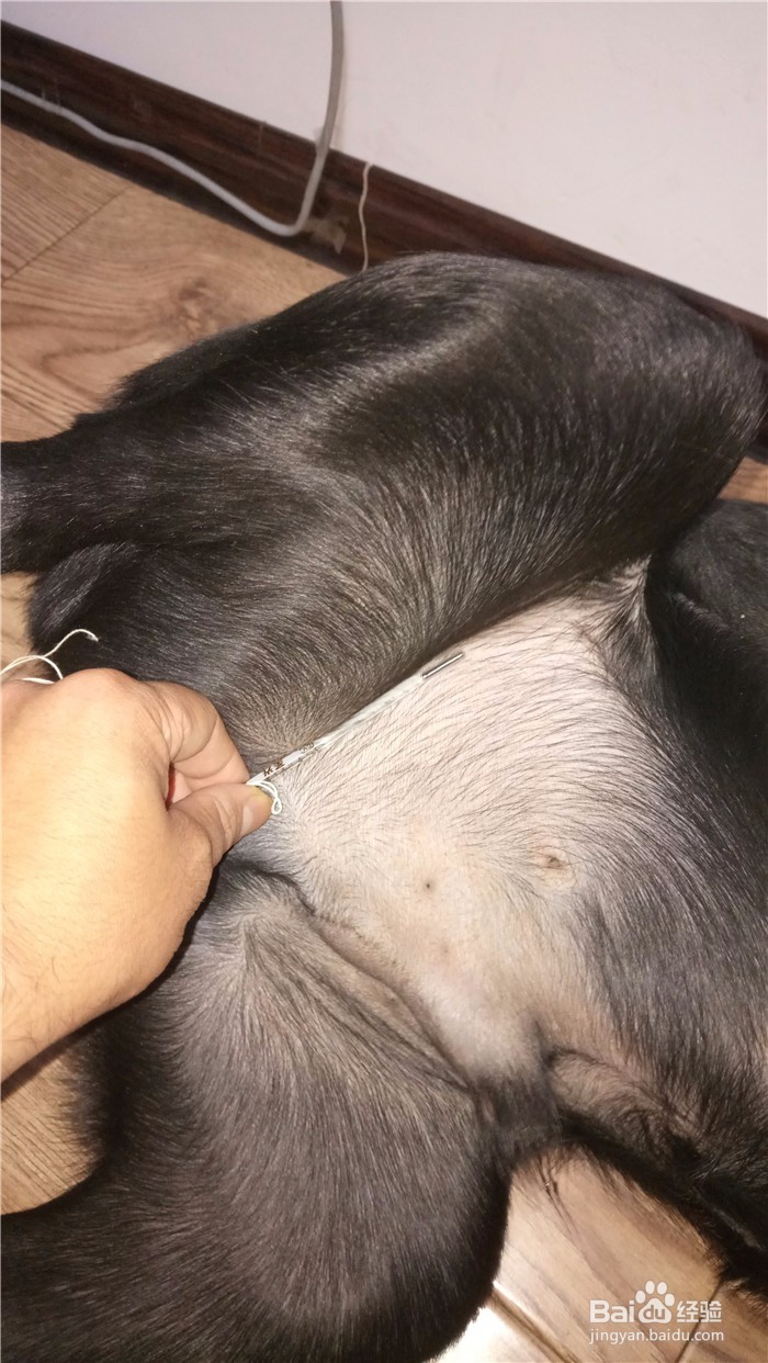 怎么给狗测体温