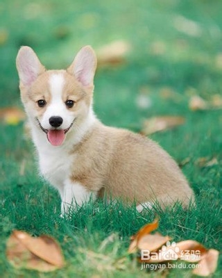 宠物狗补钙需要适量，过量也可能导致狗生病