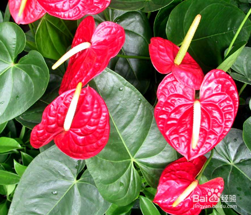 花烛的养殖方法及注意事项